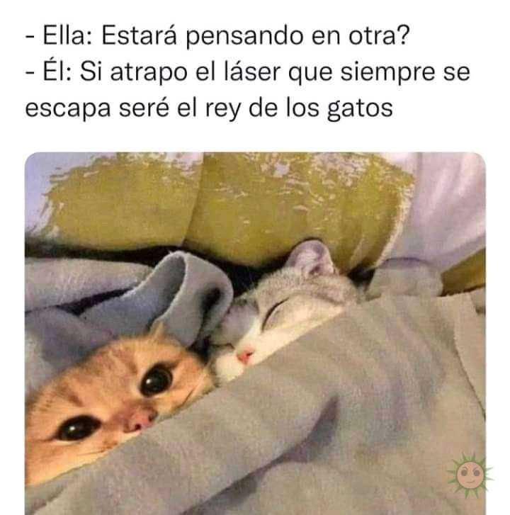 Ni los gatos se salvan