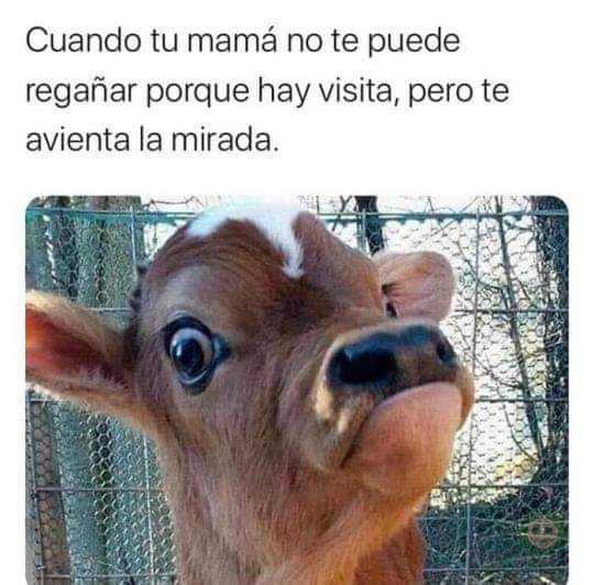 Esa mirada ya indica que algo malo va a pasar