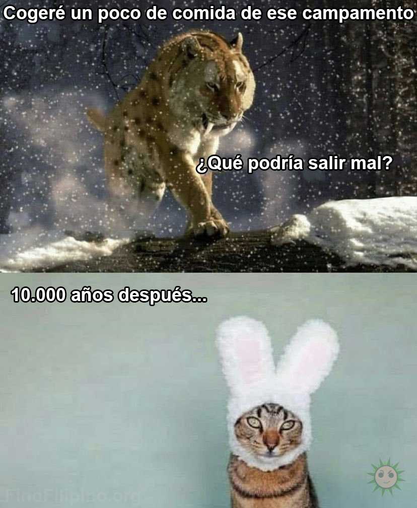 Evolución de los gatos