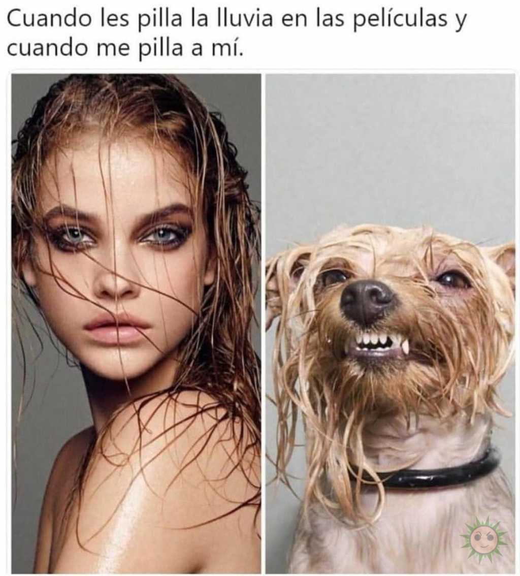 Perro, digo pelo mojado