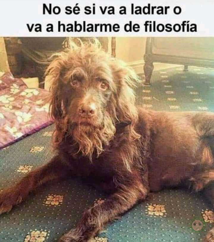 El perro sabio